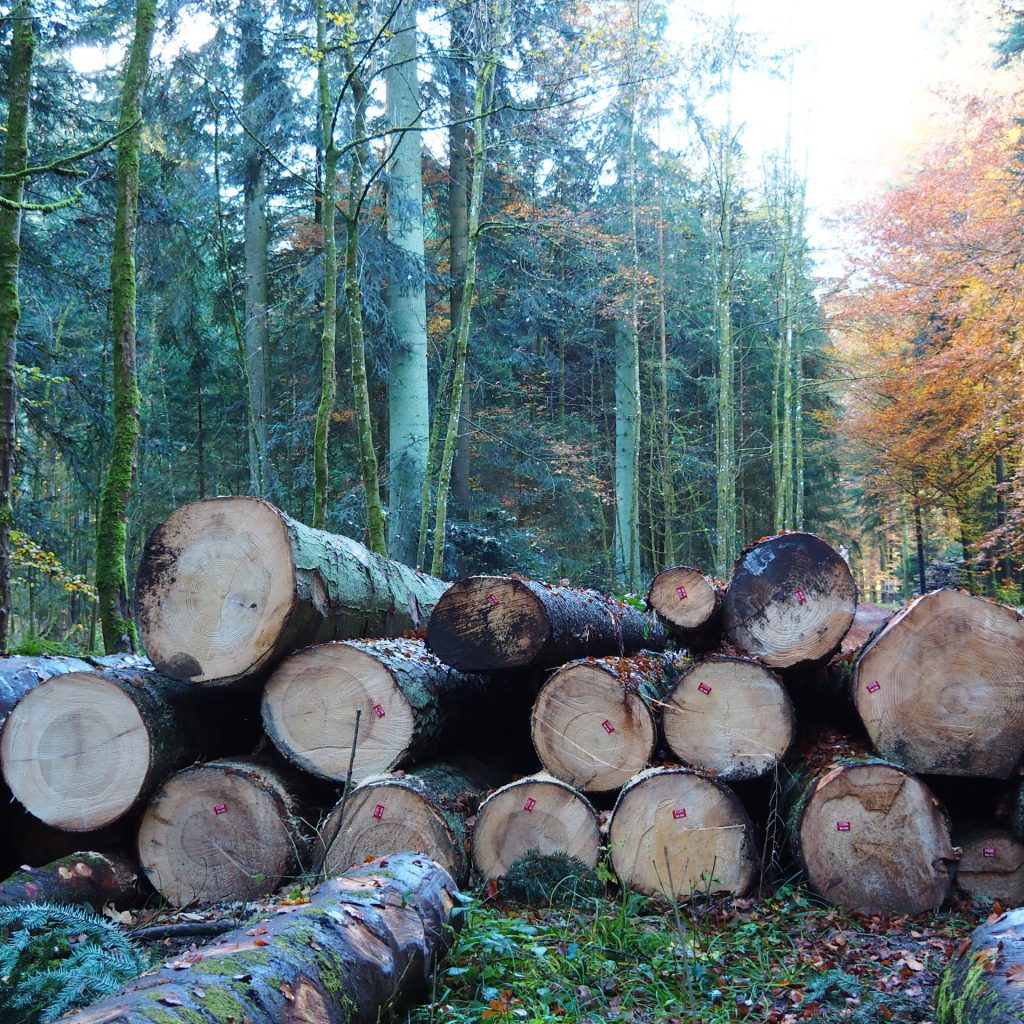 Holzstämme Holzdeklaration